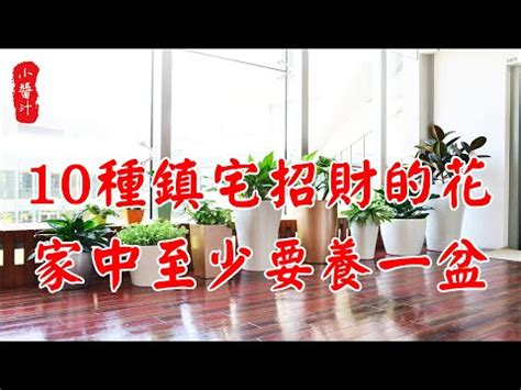 風水 假植物|假植物風水：招財還是漏財？